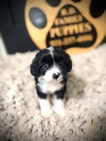 Maggie, a female Cavapoo for sale in Crossville, TN – 4 of 5