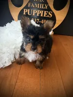 Josie, a female Yorkshire Terrier for sale in Crossville, TN – 2 of 6