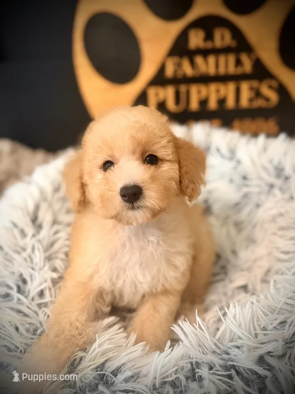 Lola – Poodle - Miniature  puppy for sale in Crossville, TN