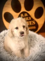 Malone , a male Cockapoo for sale in Crossville, TN – 3 of 5