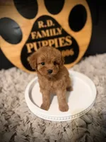 Reserved , a female Cavapoo for sale in Crossville, TN – 2 of 6