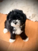 Oreo, a female Maltipoo for sale in Crossville, TN – 1 of 5