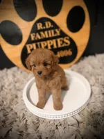 Reserved , a female Cavapoo for sale in Crossville, TN – 4 of 6