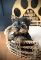 Draco, a male Yorkshire Terrier for sale in Crossville, TN – 7 of 8