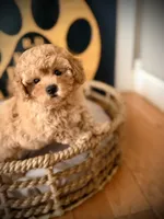 Sookie, a female Maltipoo for sale in Crossville, TN – 2 of 6