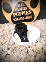 Riley, a female Cavapoo for sale in Crossville, TN – 5 of 5