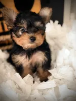 Callie, a female Yorkshire Terrier for sale in Crossville, TN – 3 of 7