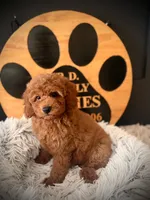 Annie, a female Cockapoo for sale in Crossville, TN – 5 of 5