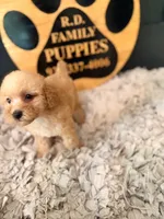 Grace, a female Poodle - Miniature  for sale in Crossville, TN – 5 of 5