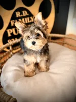 Stella, a female Maltese and Yorkshire Terrier for sale in Crossville, TN – 3 of 6