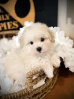 Ace, a male Maltipoo for sale in Crossville, TN – 2 of 6