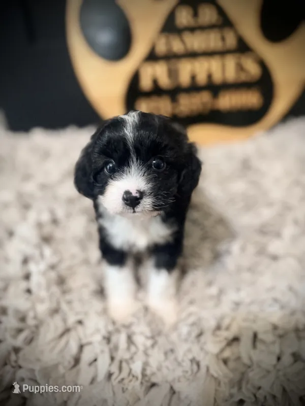 Maggie – Cavapoo puppy for sale in Crossville, TN