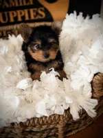 Callie, a female Yorkshire Terrier for sale in Crossville, TN – 7 of 7
