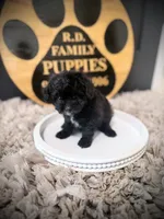 Barley, a male Cavapoo for sale in Crossville, TN – 3 of 5