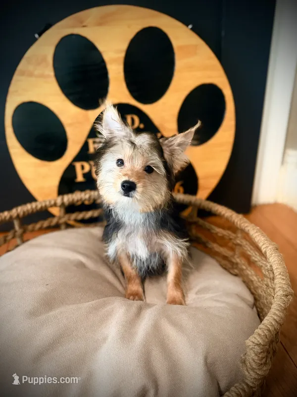 Ollie – Morkie puppy for sale in Crossville, TN