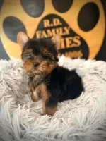 Tucker, a male Yorkshire Terrier for sale in Crossville, TN – 6 of 6