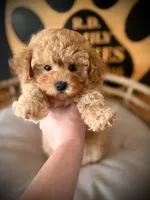 Sookie, a female Maltipoo for sale in Crossville, TN – 1 of 6