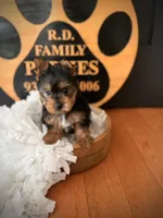 Piper, a female Yorkshire Terrier for sale in Crossville, TN – 5 of 5
