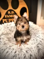 Ollie, a male Morkie for sale in Crossville, TN – 5 of 5