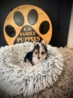 Annabelle , a female Morkie for sale in Crossville, TN – 4 of 5