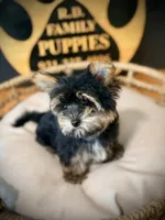 Charlie, a male Maltese and Yorkshire Terrier for sale in Crossville, TN – 2 of 7