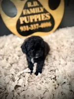 Barley, a male Cavapoo for sale in Crossville, TN – 2 of 5