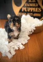 Josie, a female Yorkshire Terrier for sale in Crossville, TN – 4 of 6
