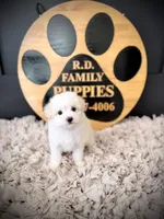 Aspen, a male Maltipoo for sale in Crossville, TN – 4 of 5