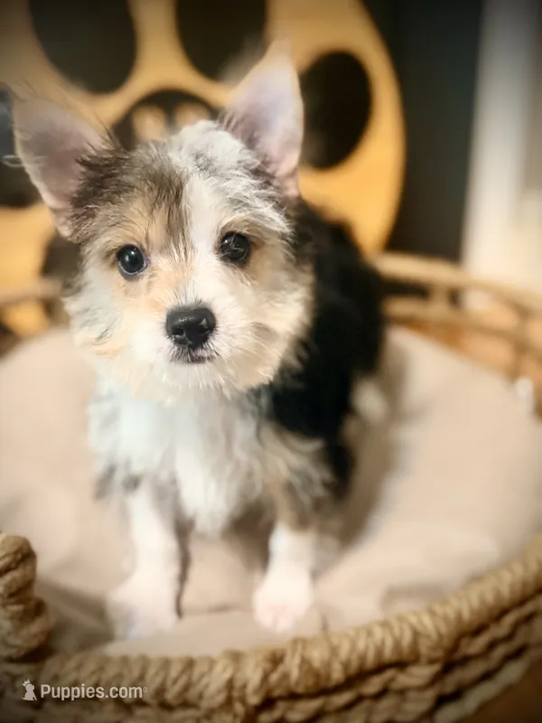 Annabelle  – Morkie puppy for sale in Crossville, TN