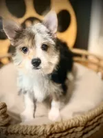 Annabelle , a female Morkie for sale in Crossville, TN – 1 of 6