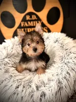 Ollie, a male Morkie for sale in Crossville, TN – 2 of 5