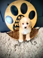 Holly, a female Poodle - Miniature  for sale in Crossville, TN – 3 of 6
