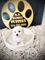 Aspen, a male Maltipoo for sale in Crossville, TN – 1 of 5