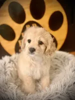 Malone , a male Cockapoo for sale in Crossville, TN – 2 of 5