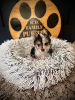 Annabelle , a female Morkie for sale in Crossville, TN – 5 of 5