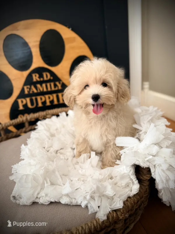 Rolo – Maltipoo puppy for sale in Crossville, TN