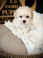 Ace, a male Maltipoo for sale in Crossville, TN – 5 of 6