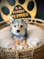 Hope, a female Morkie for sale in Crossville, TN – 5 of 9