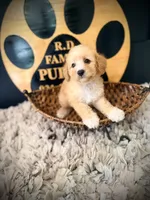 Lola, a female Poodle - Miniature  for sale in Crossville, TN – 4 of 5