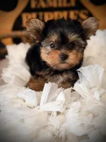 Zoe, a female Yorkshire Terrier for sale in Crossville, TN – 4 of 7