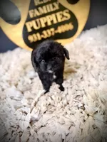 Barley, a male Cavapoo for sale in Crossville, TN – 4 of 5