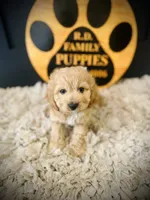 processed/f499362d-38f3-4d89-a840-73db36474d37/listing/6b76d330-83fa-4130-a466-e42c08009a49/1051b8a1-ec16-4f6c-bfaf-0e6fbb9adfa7