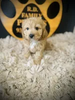 processed/f499362d-38f3-4d89-a840-73db36474d37/listing/6b76d330-83fa-4130-a466-e42c08009a49/1fe06488-dd6d-48b0-8e32-057ceb010035