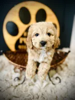 processed/f499362d-38f3-4d89-a840-73db36474d37/listing/6b76d330-83fa-4130-a466-e42c08009a49/beca85f0-8a5e-46e7-9d22-5c8af478c2bb