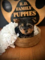 Draco, a male Yorkshire Terrier for sale in Crossville, TN – 5 of 5