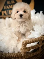 Rolo, a male Maltipoo for sale in Crossville, TN – 4 of 5