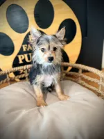 Hope, a female Morkie for sale in Crossville, TN – 7 of 9