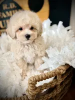 Rolo, a male Maltipoo for sale in Crossville, TN – 5 of 5