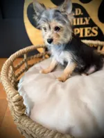 Hope, a female Morkie for sale in Crossville, TN – 6 of 9