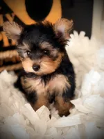 Callie, a female Yorkshire Terrier for sale in Crossville, TN – 5 of 7